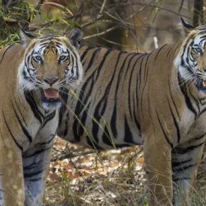 L'Asie. L'Inde. Un couple de tigres bengalis mâles (Panthera tigris tigris) profitent du froid. L'Asie. L'Inde. Un couple de tigres bengalis mâles (Panthera tigris tigris) profitent du froid.