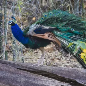 Asia. India. Peacock (Pavo cristatus) on display at Bandahavgarh Tiger Reserve Asia. India. Peacock (Pavo cristatus) on display at Bandahavgarh Tiger Reserve