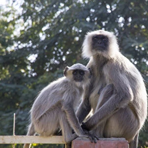 Asia, India, Rajasthan, Udaipur, Langur monkeys, mother and baby