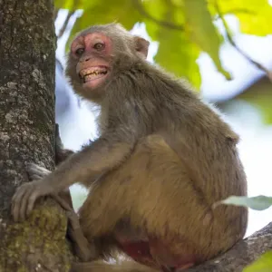 Asie. Inde. Macaque rhesus (Macaca mulatta) au réservoir de tigre Bandhavgarh. Asie. Inde. Macaque rhesus (Macaca mulatta) au réservoir de tigre Bandhavgarh.