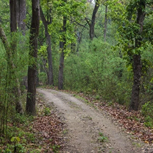 Asia. India. Sal forest at Kanha tiger reserve