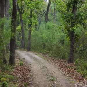 Asie. Inde. Forêt de Sal à la réserve de tigre de Kanha. Asie. Inde. Forêt de Sal à la réserve de tigre de Kanha.