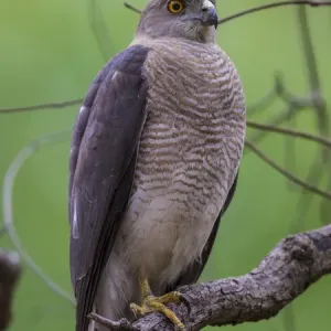 Asie. Inde. Shikra (Accipiter badius) au réservoir de tigre de Kanha. Asie. Inde. Shikra (Accipiter badius) au réservoir de tigre de Kanha.