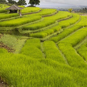 Asia, Indonesia, Bali. Terraced Subak (irrigation) Rice fields of Bali Island, Indonesia