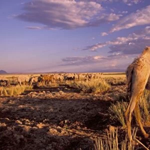 Asia, Mongolia, Gobi Desert, Great Gobi Protected Area. Camel; bactrian (Camelus