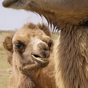 Asia, Mongolia, Western Mongolia, Lake Tolbo, Bactrian camels (Camelus bactrianus)