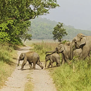 Asian Elephant family crossing the jungle track. Corbett National Park, India