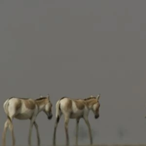 Asiatic Wild Ass (Equus hemionus khur) in mirage & heat haze. Rann of Kutch. Gujarat