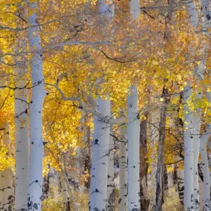 Aspen Glowing along Dallas Mountain Road, San Juan Mountains Colorado Aspen Glowing along Dallas Mountain Road, San Juan Mountains Colorado