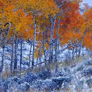 Aspen trees in Fall colors, Bighorn Mountains, Shell, Wyoming, USA