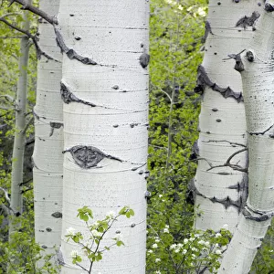 Aspen trees and forest outside of Telluride, Colorado