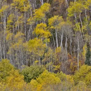 Aspens in fall golden color along McClure Pass, Colorado Aspens in fall golden color along McClure Pass, Colorado