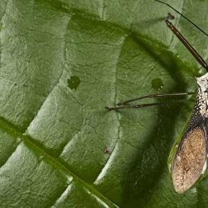 Assassin Bug (Reduviidae), Napo River bordering Yasuni National Park, Amazon Rainforest