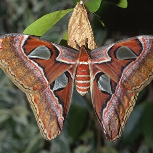 Atlas moth (Attacus atlas), these are the largest moths in the world with a wingspan