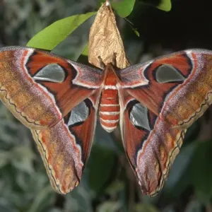 Atlas Moth Print - Southeast Asia Fauna Atlas Moth Print - Southeast Asia Fauna