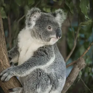 Koala in a Queensland Tree Print Koala in a Queensland Tree Print