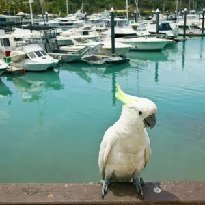 Australia, Queensland, Whitsunday Coast, Hamilton Island. Sulphur Crested Cockatoo