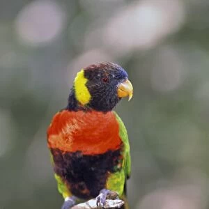 Australia. Rainbow Lorikeet (Trichoglossus Haematodus Moluccanus)