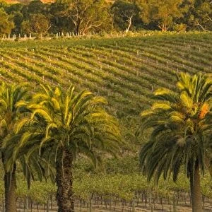 Australia, South Australia, Barossa Valley, Marananga. Landscape view of palm trees