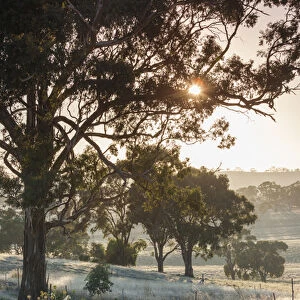 Australia, South Australia, Clare Valley, Clare, gum trees by Brooks Lookout, dawn