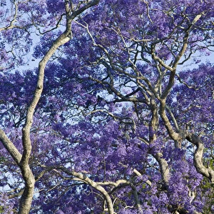 AUSTRALIA, State of Queensland, Brisbane. Blooming Jacaranda Trees in New Farm Park
