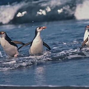 Australia, subantarctic Macquarie Island. Royal penguins
