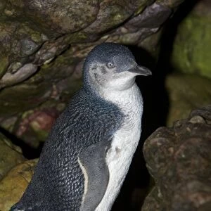 Australia, Tasmania, Bass Strait. Little blue penguin