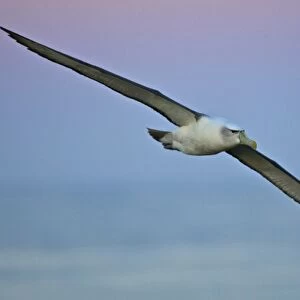 Australia, Tasmania, Bass Strait. Shy Albatross in flight