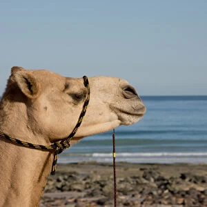 Australia, Western Australia, Broome, Cable Beach. Camel used for sight-seeing along Cable Beach