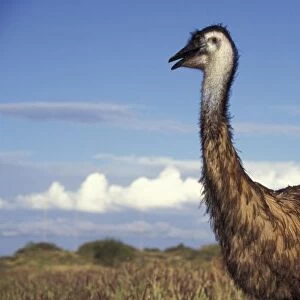 Australia, Western Australia. Emu (Dromaius novaebollandiae), flightless bird