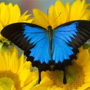Australian Mountain Blue Swallowtail Butterfly Print on Sunflower Australian Mountain Blue Swallowtail Butterfly Print on Sunflower
