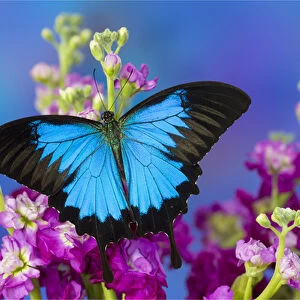 Australian Mountain Blue Swallowtail Butterfly, Papilio ulysses