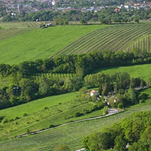 AUSTRIA-Vienna (Grinzing): Leopoldsberg- Mountain View of Vineyards