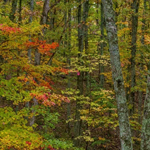 Autumn color in Brown County State Park, Indiana, USA