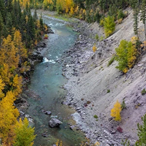 Autumn color along the Middle Fork of the Flathead River in Glacier National Park