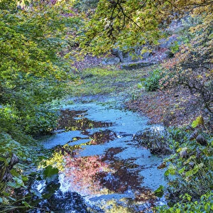 Autumn Colorful Leaves Reflection, Bellevue, Botanical Garden, Washington State