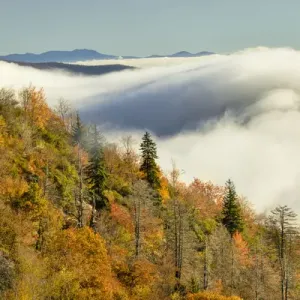 Autumn Colors and mist at sunrise, Blue Ridge Mountains from Blue Ridge Parkway at sunrise