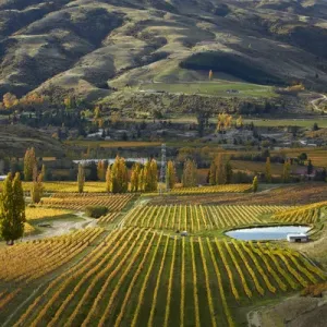 Autumn colours, Felton Road Vineyard, Bannockburn, near Cromwell, Central Otago, South Island Autumn colours, Felton Road Vineyard, Bannockburn, near Cromwell, Central Otago, South Island