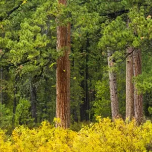 autumn, Deschutes River area, Three Rivers, Deschutes National Forest, Oregon, USA