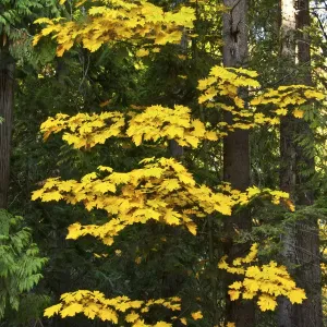 Autumn foliage, Lake Wenatchee Area, Wenatchee National Forest, Washington State, USA Autumn foliage, Lake Wenatchee Area, Wenatchee National Forest, Washington State, USA