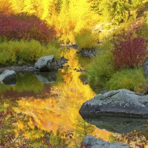 Autumn foliage, Tumwater Canyon, Wenatchee National Forest, Washington State, USA Autumn foliage, Tumwater Canyon, Wenatchee National Forest, Washington State, USA