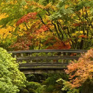 autumn, Moon Bridge, Portland Japanese Garden, Portland, Oregon, USA