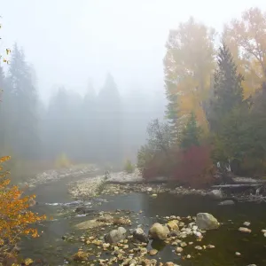 Autumn, Nason Creek in fog, Wenatchee National Forest, Washington State, USA Autumn, Nason Creek in fog, Wenatchee National Forest, Washington State, USA