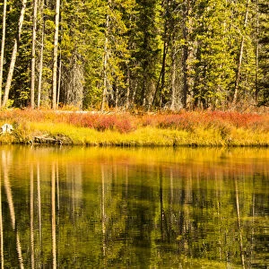 Autumn Reflections; Alturus Lake Inlet; Sawtooth Natiuonal Forest; Idaho; USA