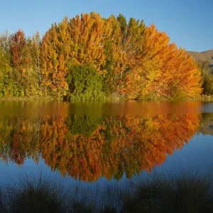 Autumn reflections in Kellands Pond, near Twizel, Mackenzie District, South Canterbury Autumn reflections in Kellands Pond, near Twizel, Mackenzie District, South Canterbury