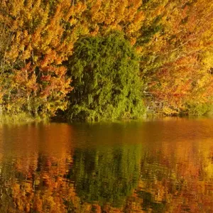 Autumn reflections in Kellands Pond, near Twizel, Mackenzie District, South Canterbury Autumn reflections in Kellands Pond, near Twizel, Mackenzie District, South Canterbury