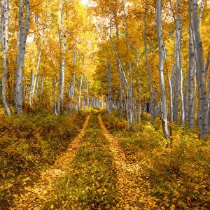 Autumn in the Rocky Mountains of Colorado, as Aspen trees turn bright yellow gold