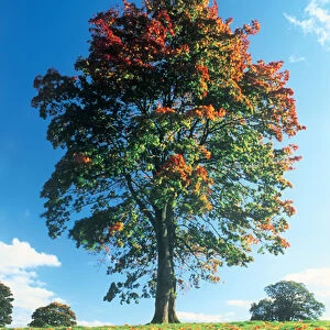 Autumn tree, Lake District, England, UK
