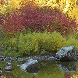 Autumn, Tumwater Canyon, Wenatchee National Forest, Washington State, USA