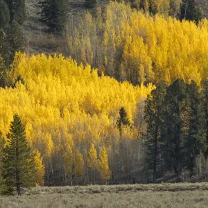 Autumn view of willows along shoreline of Two Ocean Lake, Grand Teton National Park, Wyoming Autumn view of willows along shoreline of Two Ocean Lake, Grand Teton National Park, Wyoming